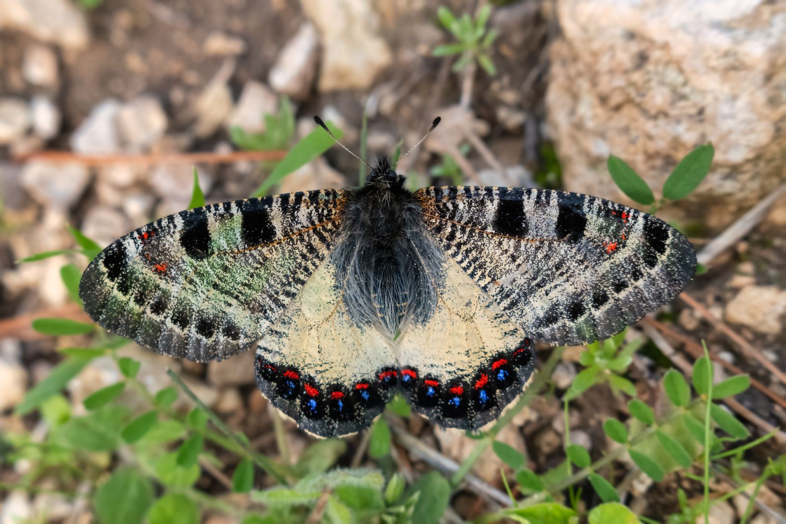 Фото: Бони Шейман, фотоархив ККЛ-ЕНФ