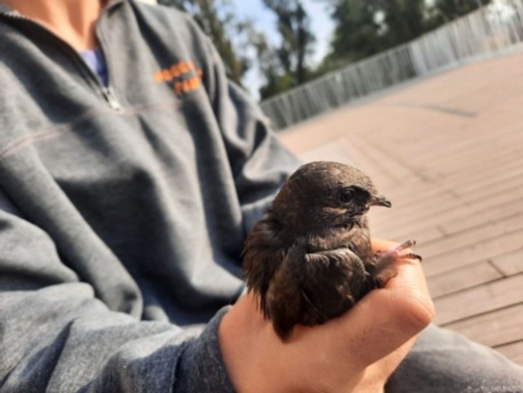 Международный день стрижей