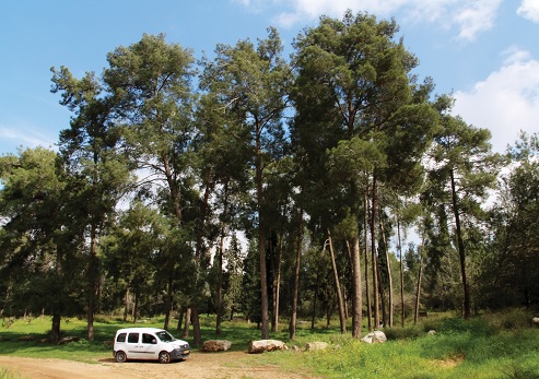 Кипрские сосны в лесу Бен-Шемен