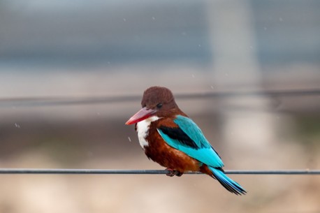 Наблюдение за жизнью птиц в условиях зимней бури