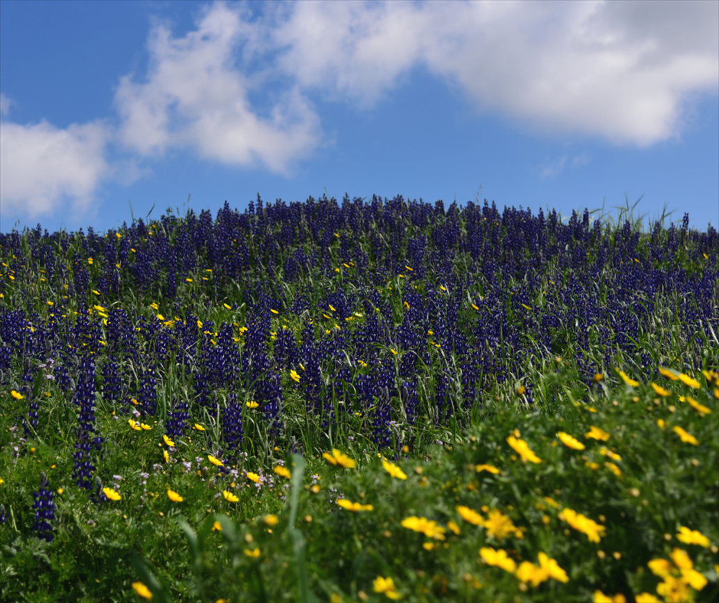 по всей стране удивительные цветы люпина.