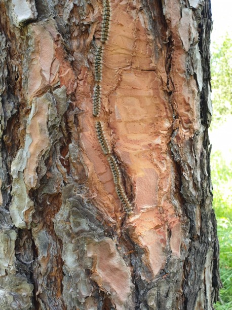 Опрыскивание против Походного шелкопряда (Thaumetopoea pityocampa) – ПРЕДУПРЕЖДЕНИЕ!