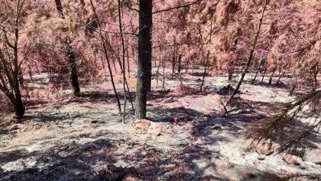 Работа по восстановлению будет большая, нам придется восстанавливать леса и юге, и севере Израиля. 