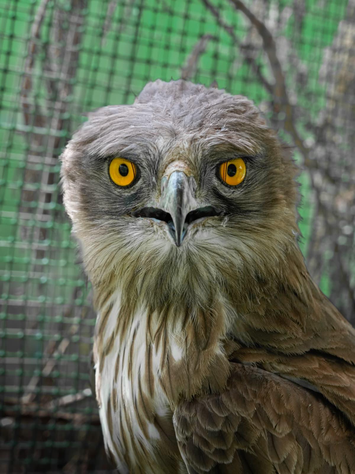 Фото: Нир Леви —  центр реабилитации ККЛ-ЕНФ