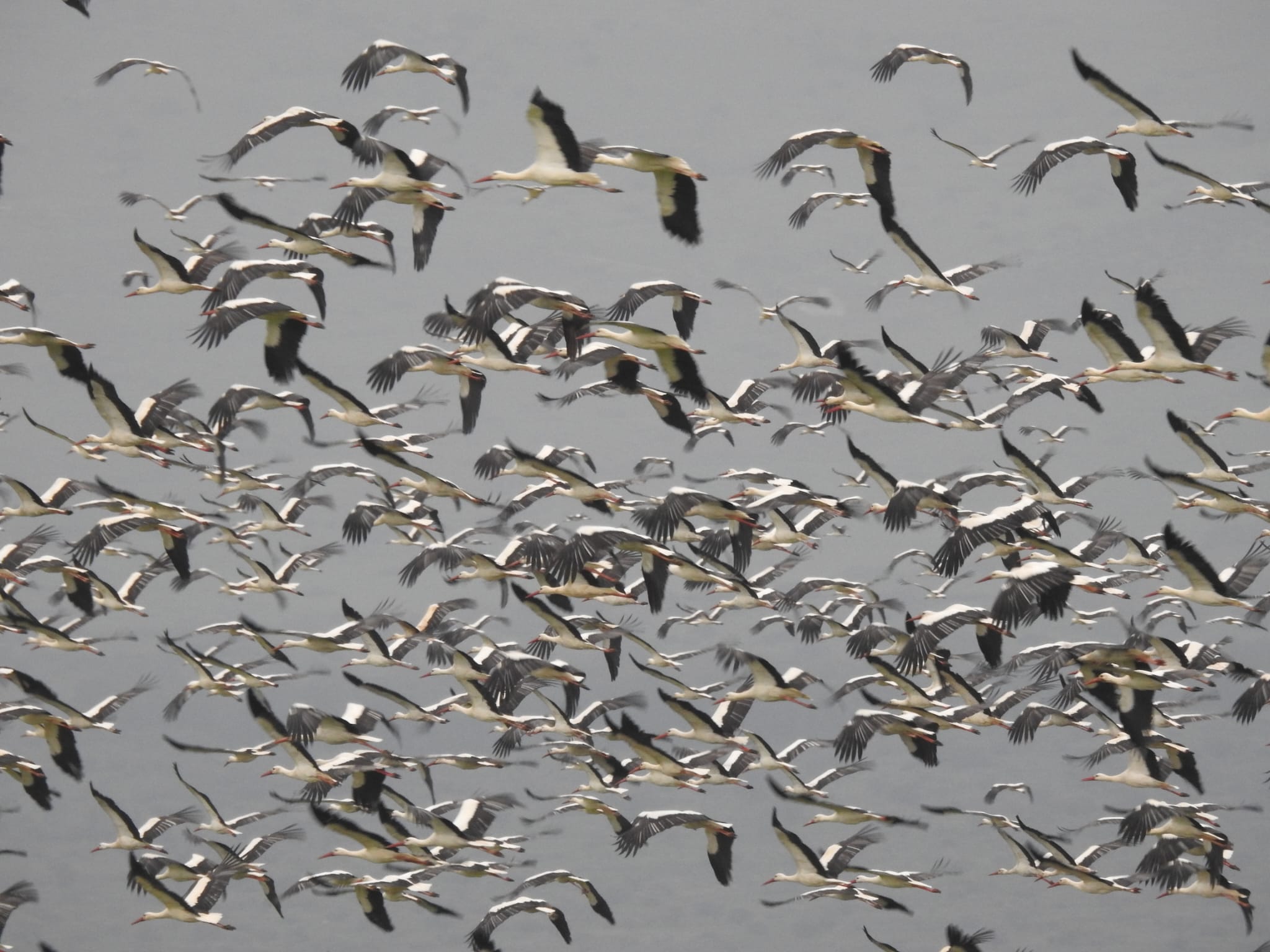 Фото: Инбар Шломит Рубин, Агмон ха-Хула — ККЛ-ЕНФ
