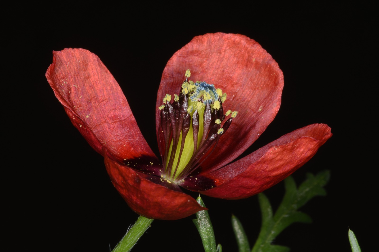 Фото: доктор Ори Фрагман-Сапир, ККЛ-ЕНФ