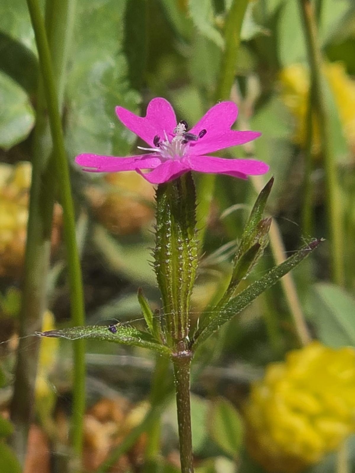 Фото: Тувит Шапира (ККЛ-ЕНФ)
