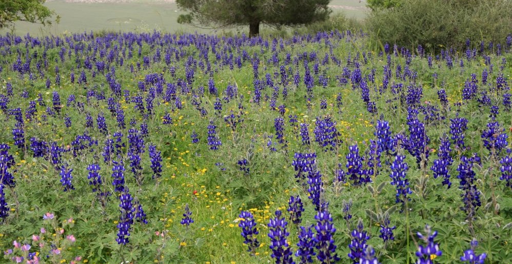 Фото: Яков Школьник, фотоархив ККЛ-ЕНФ