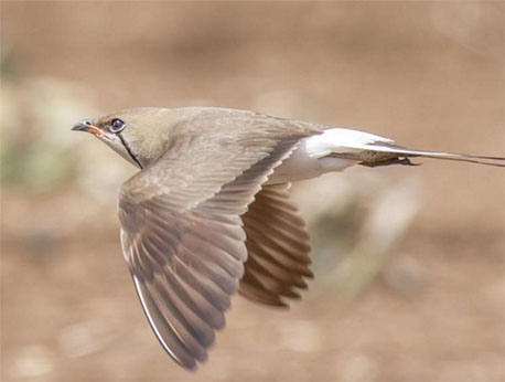 שדמית אדומת כנף במבוא חמה. צילום: שי סנדרוביץ