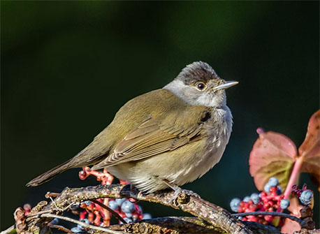 סבכי שחור כיפה. צילום: שמואל הלוי