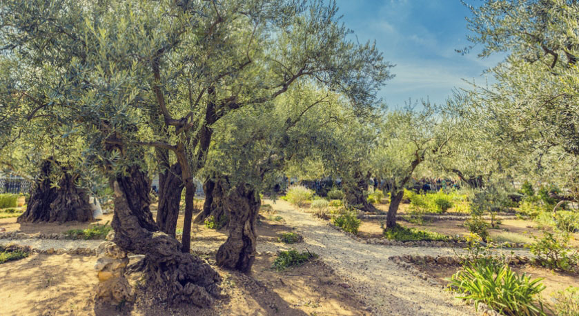 גשר נחל ביריה. צילום: מיכאל חורי
