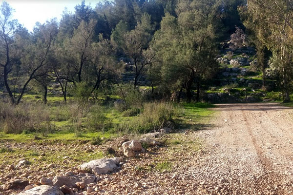 התחדשות אמברוסיה בנחל קנה. צילום: שני גלייטמן 