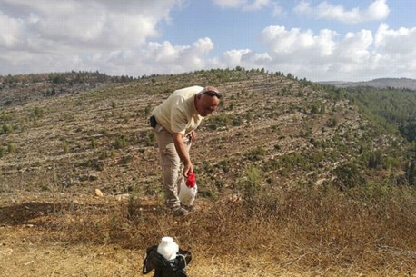יערן גוש הפרוזדור ג'אמל דויאת בפעולה להדברת התחדשות אמברוסיה ביער נווה אילן. צילום: שני גלייטמן, קקל