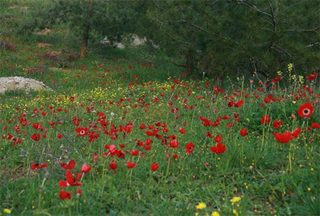 כלנית מצויה ביער ביריה. צילום: דידי קפלן