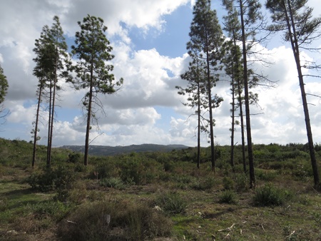 ירוק בכרמל. צילום: יואב דביר