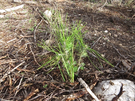 אורן צעיר. צילום: יואב דביר