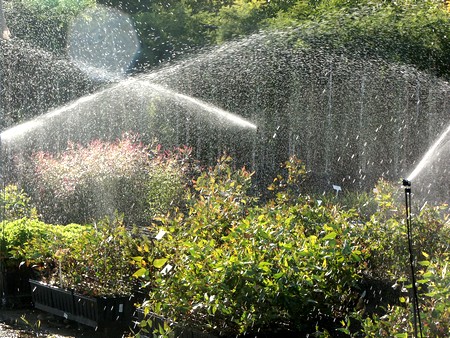 השקיה במשתלת גילת בדרום. צילום: פבלו צ'רקסקי