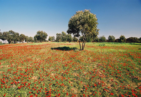כלניות בנחל גרר. צילום: יעל אילן