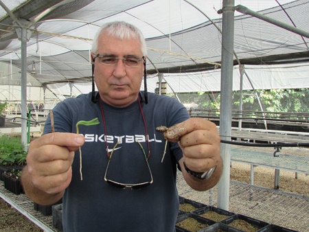 מנהל משתלת אשתאול ניר מדין עם זרעים שנבטו. צילום: תניה זיסקינד