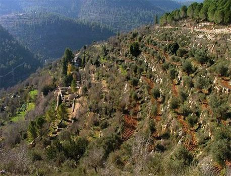 יער הסטף. צילום: ארכיון צילומי קקל