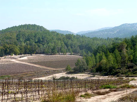 מבט אל יערות אשתאול לכיוון מזרח. צילום: צופיה רוזנר סלע
