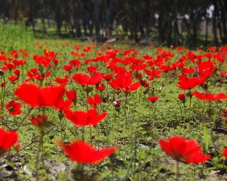 פריחת כלניות ביער בארי בנגב המערבי. צילום: נירה צדוק