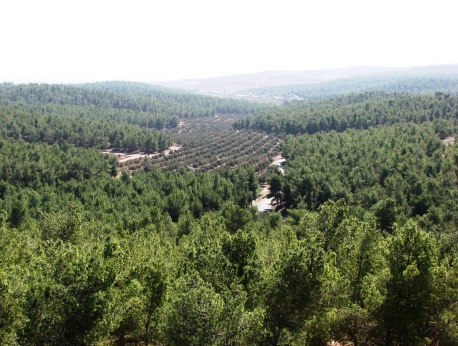 יער להב בצפון הנגב. צילום: דודו גרינשפאן