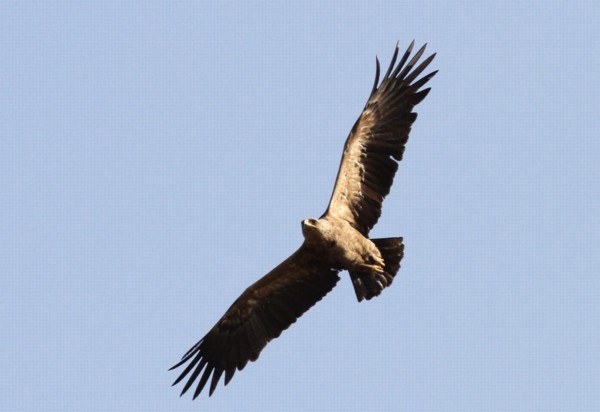 Отсюда можно будет понаблюдать за хищными птицами, которые каждое утро взмывают в небо над лесом Бен-Шемен