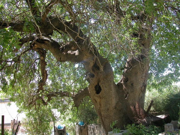 Это одно из самых поразительных фисташковых деревьев в Израиле