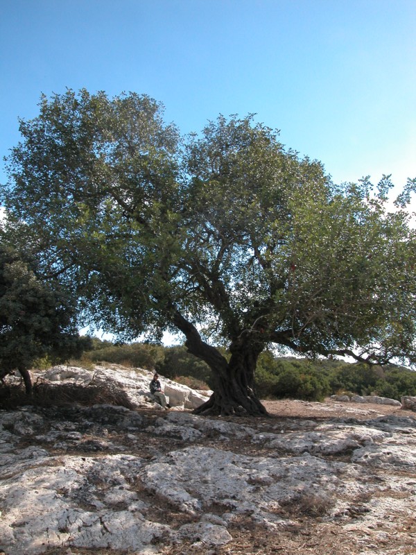Еврейский Национальный Фонд – Керен Каемет ле-Исраэль (ЕНФ-ККЛ) приглашает всех желающих на плантации рожковых деревьев в лесах ЕНФ-ККЛ 