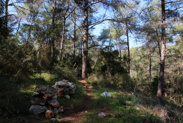 Вечнозеленый лесопарк Хоф ха-Кармель раскинулся по всему западному склону одноименного кряжа